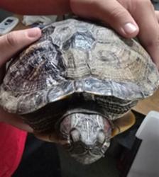 Shelter Stray Female Other last seen Near BLOCK SAN RIBAS RD, 333 Chandler Pl, San Bernardino, CA 92408, USA