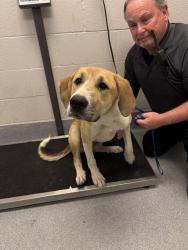 Shelter Stray Female Dog last seen Near, 5001 E Raymond St, Indianapolis, IN 46203, USA