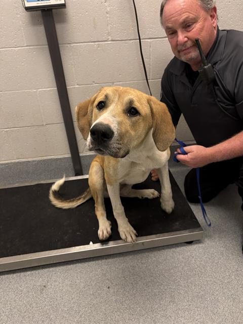 Shelter Stray Female Dog last seen Near, 5001 E Raymond St, Indianapolis, IN 46203, USA