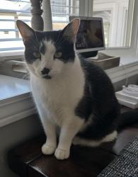 Lost Male Cat last seen Dawes and Parkside Ave, Glen Ellyn, Glen Ellyn, IL 60137
