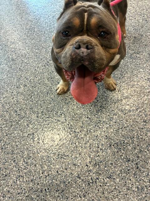 Shelter Stray Male Dog last seen Near BLOCK MAGNOLIA ST, 12155 Park Blvd, Brighton, CO 80601, USA