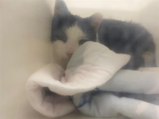 Shelter Stray Unknown Cat last seen 27TH & COLLEGE, 3839 W Burnham St, West Milwaukee, WI 53215, USA