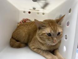 Shelter Stray Male Cat last seen , 3839 W Burnham St, West Milwaukee, WI 53215, USA