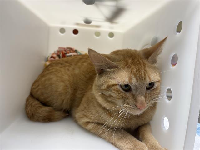 Shelter Stray Male Cat last seen , 3839 W Burnham St, West Milwaukee, WI 53215, USA