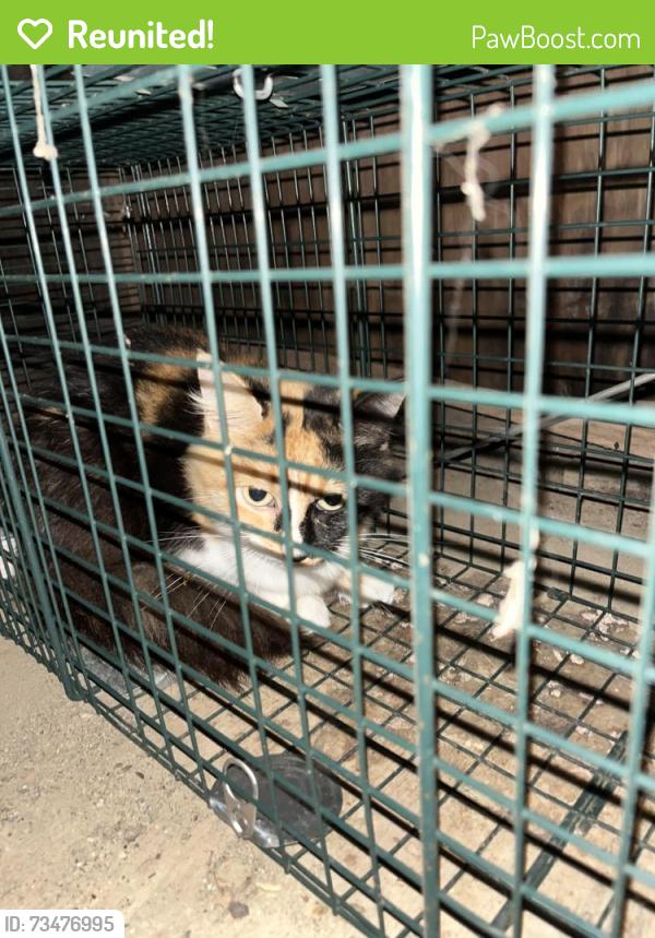 Reunited Female Cat last seen Whispering farms neighborhood, Cleves, OH 45002