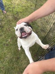 Found/Stray Male Dog last seen Rawlins and Ridge Road, Cheyenne, WY 82001