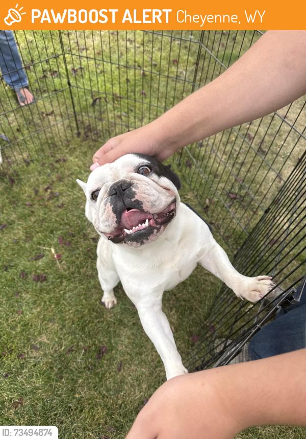 Found/Stray Male Dog last seen Rawlins and Ridge Road, Cheyenne, WY 82001