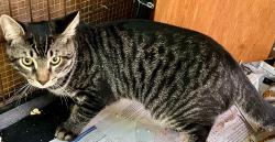 Lost Male Cat last seen Sierra Madre and Live Oak, Glendora, CA 91740