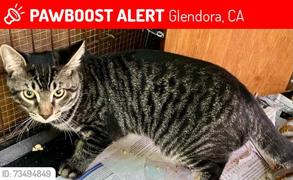Lost Male Cat last seen Sierra Madre and Live Oak, Glendora, CA 91740
