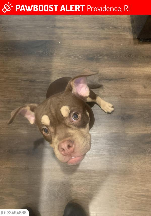 Lost Female Dog last seen moore street Providence, RI, Providence, RI 02907