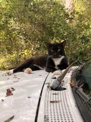 Found/Stray Male Cat last seen 152nd place, Marion County, FL 34432