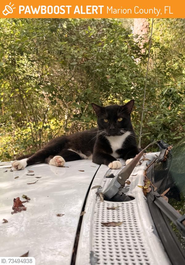 Found/Stray Male Cat last seen 152nd place, Marion County, FL 34432
