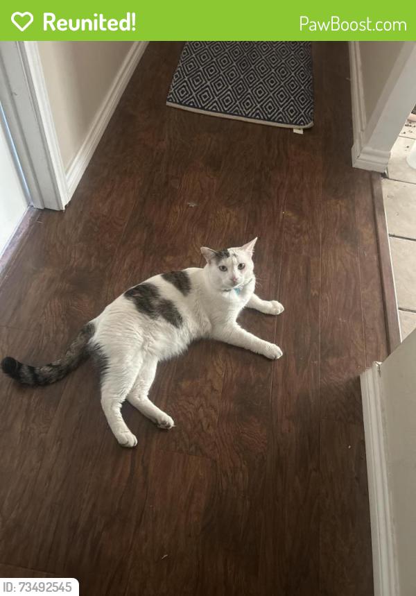 Reunited Male Cat last seen Creekline Drive, Close to Stassney and South First, Austin, TX 78745