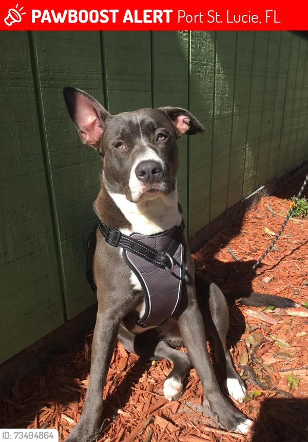Lost Female Dog last seen SW Whitmore Dr, Port St. Lucie, FL 34983