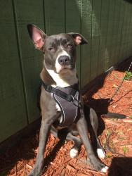 Lost Female Dog last seen SW Whitmore Dr, Port St. Lucie, FL 34983