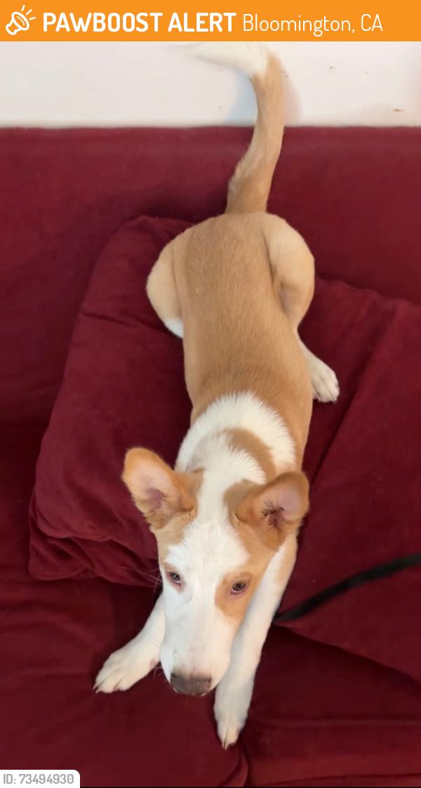 Found/Stray Male Dog last seen Valley, Bloomington, CA 92316