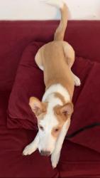 Found/Stray Male Dog last seen Valley, Bloomington, CA 92316