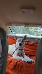 Lost Female Dog last seen Broad River Road, Columbia, SC, USA, Columbia, SC 29210