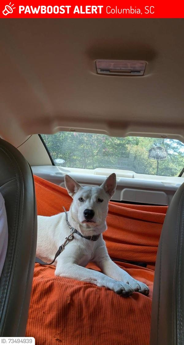 Lost Female Dog last seen Broad River Road, Columbia, SC, USA, Columbia, SC 29210