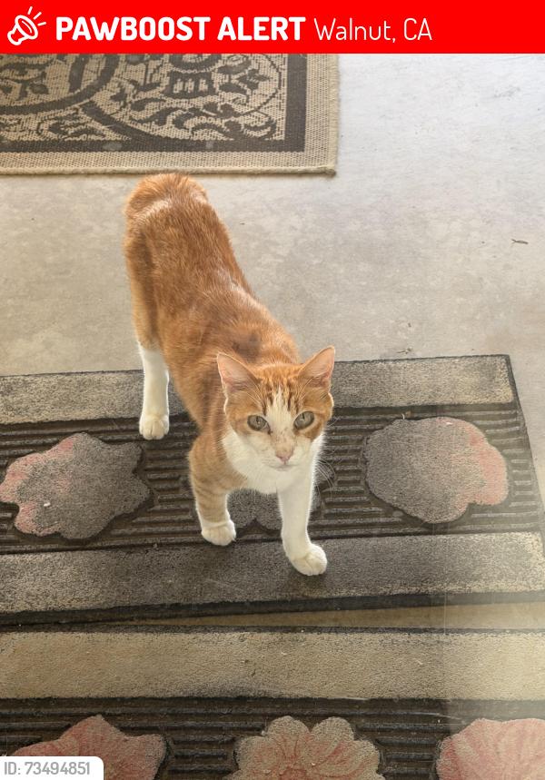 Lost Unknown Cat last seen Maryville drive, Walnut, CA 91789