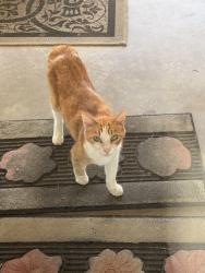 Lost Unknown Cat last seen Maryville drive, Walnut, CA 91789