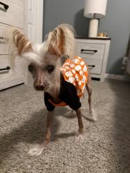Reunited Male Dog last seen On the corner of Lake Brandt and Barrett Place, Greensboro, NC 27455