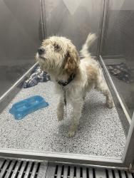 Found/Stray Male Dog last seen Sierra and San Bernadino, Fontana, CA 92335