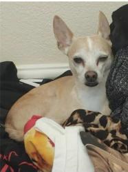 Reunited Male Dog last seen Cimarron & Desert Inn, Las Vegas, NV 89117