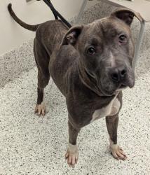 Shelter Stray Male Dog last seen Near millboro dr, South Fulton, GA, 1251 Fulton Industrial Blvd NW, Atlanta, GA 30336, USA