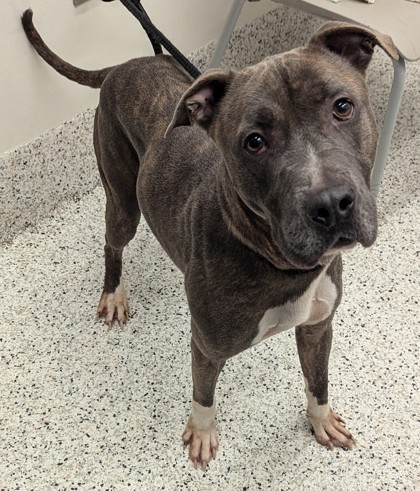 Shelter Stray Male Dog last seen Near millboro dr, South Fulton, GA, 1251 Fulton Industrial Blvd NW, Atlanta, GA 30336, USA