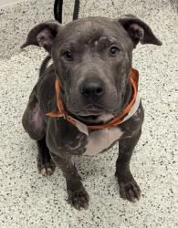 Shelter Stray Male Dog last seen Near Plaza Ave sW, Atlanta, GA, 1251 Fulton Industrial Blvd NW, Atlanta, GA 30336, USA