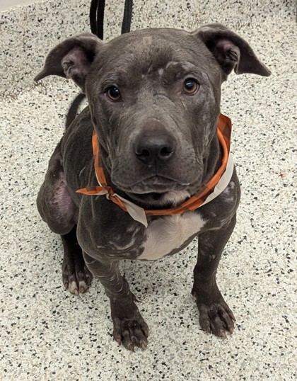 Shelter Stray Male Dog last seen Near Plaza Ave sW, Atlanta, GA, 1251 Fulton Industrial Blvd NW, Atlanta, GA 30336, USA