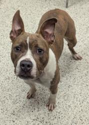 Shelter Stray Female Dog last seen Near Fulton Industial BLVD, Atlanta, GA, 1251 Fulton Industrial Blvd NW, Atlanta, GA 30336, USA