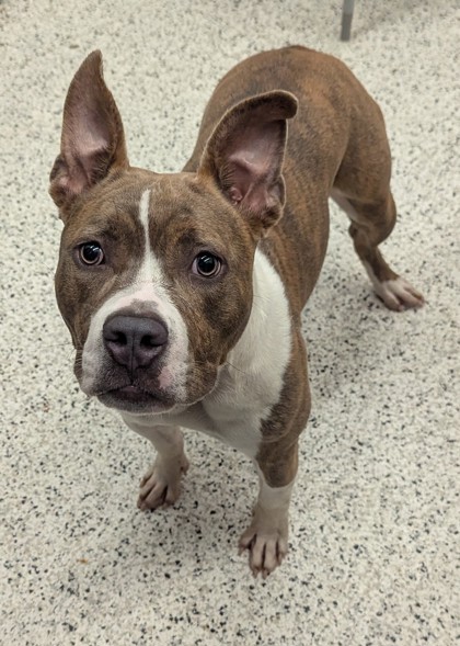 Shelter Stray Female Dog last seen Near Fulton Industial BLVD, Atlanta, GA, 1251 Fulton Industrial Blvd NW, Atlanta, GA 30336, USA