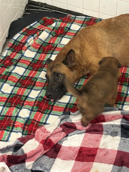 Shelter Stray Female Dog last seen Near BLK Hines, District 3 - East Cleburne, TX, 2375 Service Dr, Cleburne, TX 76033, USA