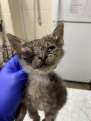 Shelter Stray Female Cat last seen Near Brantford Street #205, North Charleston, SC, 2455 Remount Rd, North Charleston, SC 29406, USA