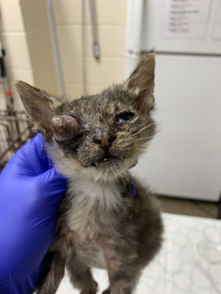 Shelter Stray Female Cat last seen Near Brantford Street #205, North Charleston, SC, 2455 Remount Rd, North Charleston, SC 29406, USA