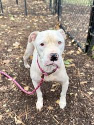 Shelter Stray Male Dog last seen Miller Rd & Covington Hwy Redan, GA 30035, 30035, GA, 3280 Chamblee Dunwoody Rd, Chamblee, GA 30341, USA