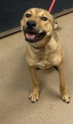 Shelter Stray Male Dog last seen Near Flat Shoals Rd C, 30032, GA, 3280 Chamblee Dunwoody Rd, Chamblee, GA 30341, USA