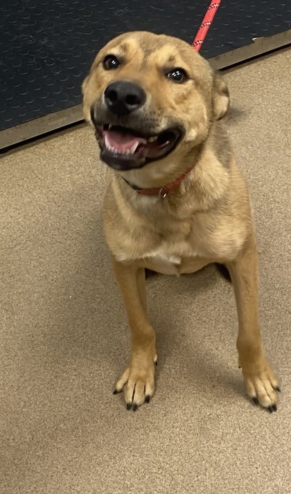 Shelter Stray Male Dog last seen Near Flat Shoals Rd C, 30032, GA, 3280 Chamblee Dunwoody Rd, Chamblee, GA 30341, USA