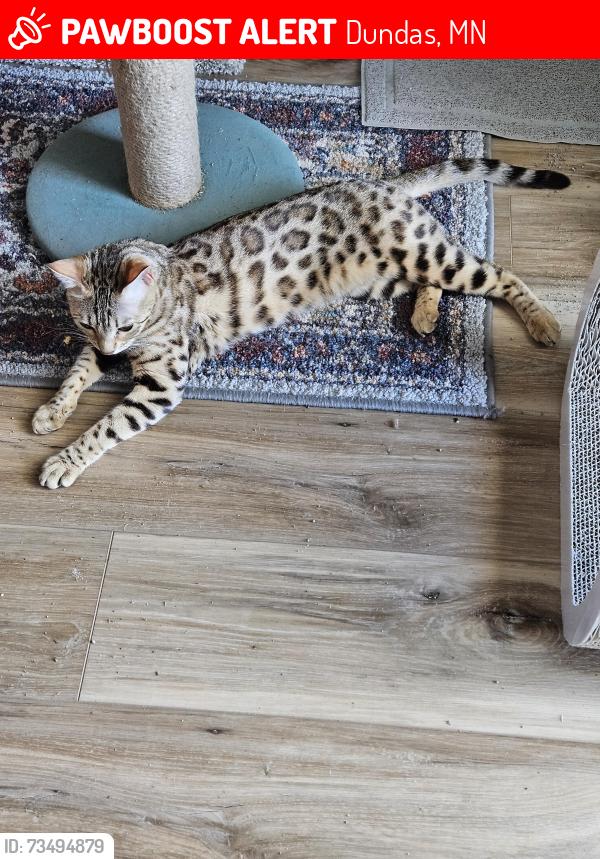 Lost Female Cat last seen Dundas City Hall, Dundas, MN 55019