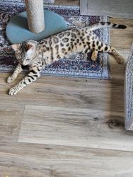 Lost Female Cat last seen Dundas City Hall, Dundas, MN 55019