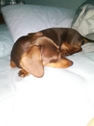 Reunited Female Dog last seen CNR of GUINEAS CK Rd & IVERSIDEdve CURRUMBIN WAYERS, Elanora, QLD 