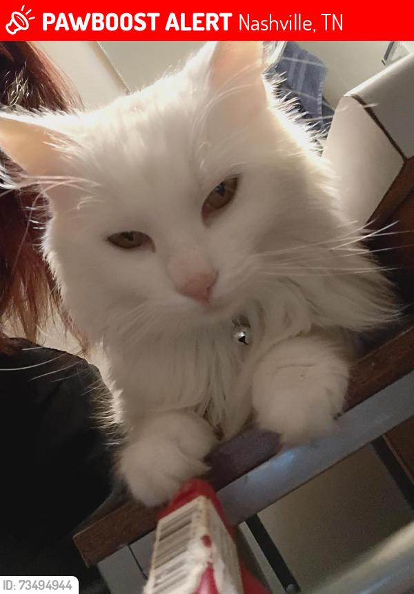 Lost Female Cat last seen Dodson chapel, Fleetwood neighborhood, Nashville, TN 37076