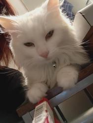 Lost Female Cat last seen Dodson chapel, Fleetwood neighborhood, Nashville, TN 37076