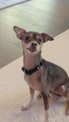 Reunited Male Dog last seen Christopher lane by elementary school, Menasha, WI 54952