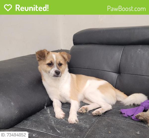 Reunited Male Dog last seen Rockwood Mall, Mississauga, ON L4W 4N1