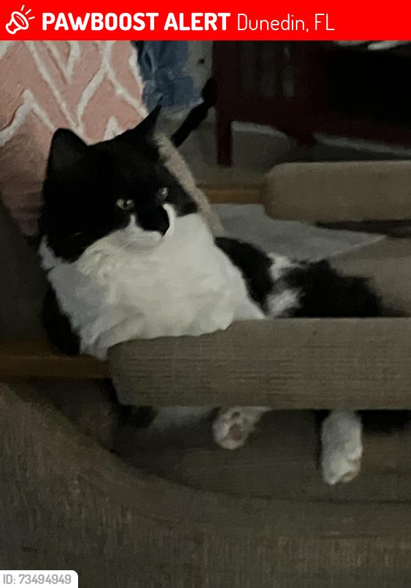 Lost Male Cat last seen Pinehurst dr, Dunedin, FL 34698