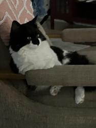 Lost Male Cat last seen Pinehurst dr, Dunedin, FL 34698