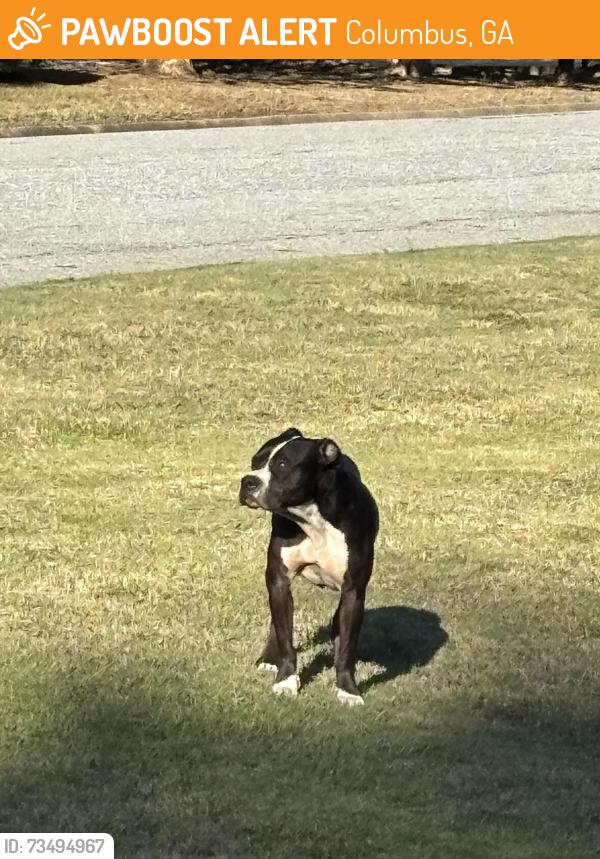 Found/Stray Unknown Dog last seen On Castlewood parkway back entrance, Columbus, GA 31907
